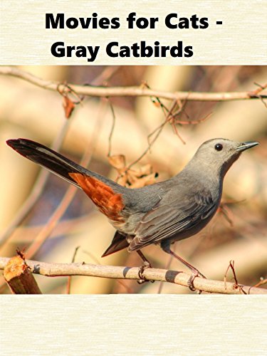 Movies for Cats - Gray Catbirds