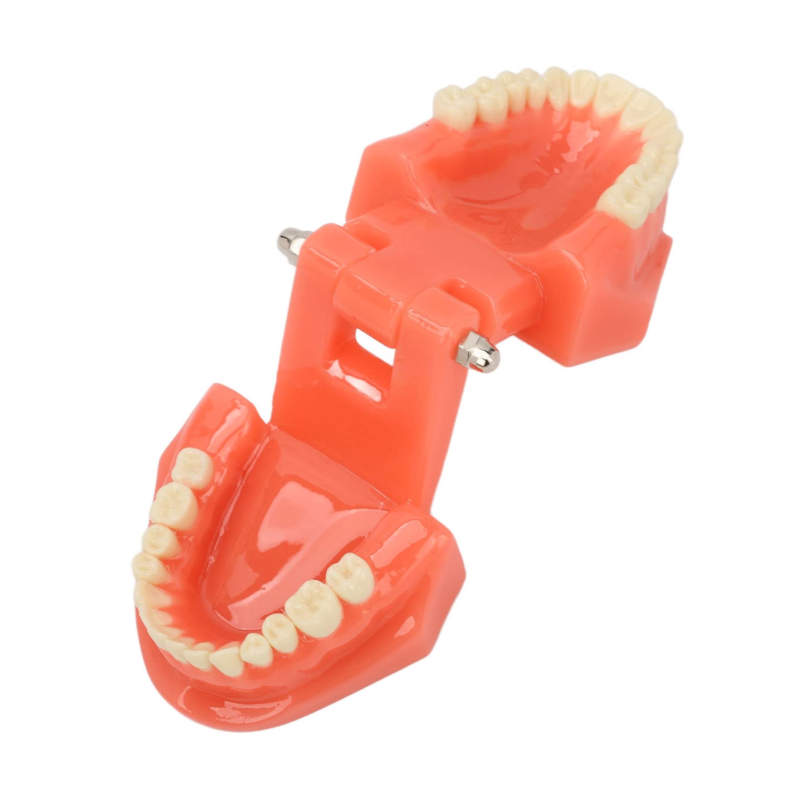 Zahnmodell Zahnarzt Acryl Zähne Dental Demonstrationsmodell 180° Anatomisches Zahnmodell Gebiss