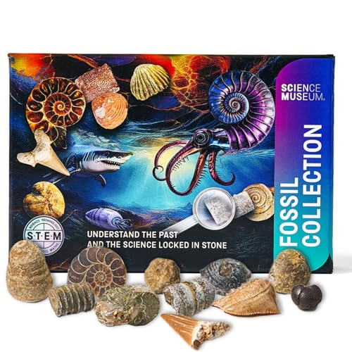 SCIENCE MUSEUM Fossil Collection Kit 15 Real Fossil Specimens Educational STEM Natural History Set Gift-Ready Science Collection
