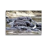 Premium Textil-Leinwand 45 x 30 cm Quer-Format Flusspferde felsiger Rastplatz | Wandbild, HD-Bild auf Keilrahmen, Fertigbild auf hochwertigem Vlies, Leinwanddruck von Michael Herzog