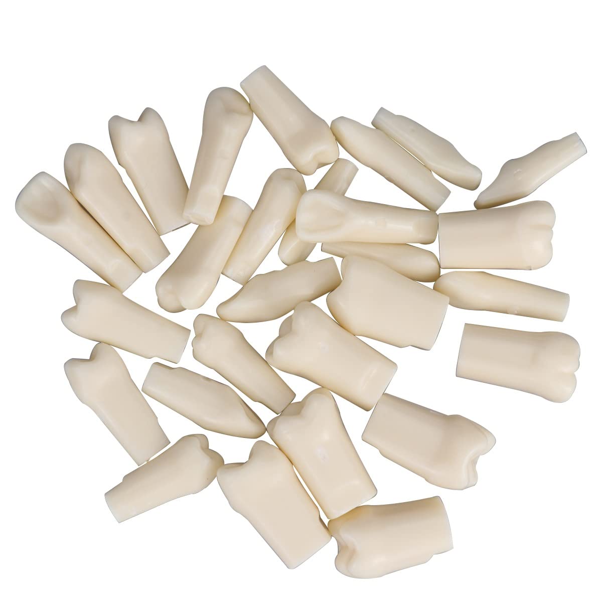 Simulador dental Maniquí Phantom Head Typodont Modelos con dientes extraíbles 28 piezas