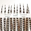 Schuman Feathers, 2pc, Reeves Pheasant Feathers for Crafts, Costumes and Fashion, Natural 40–45 inch Long Feathers for Carnival, Weddings, Hats, DIY and Home Decor #5