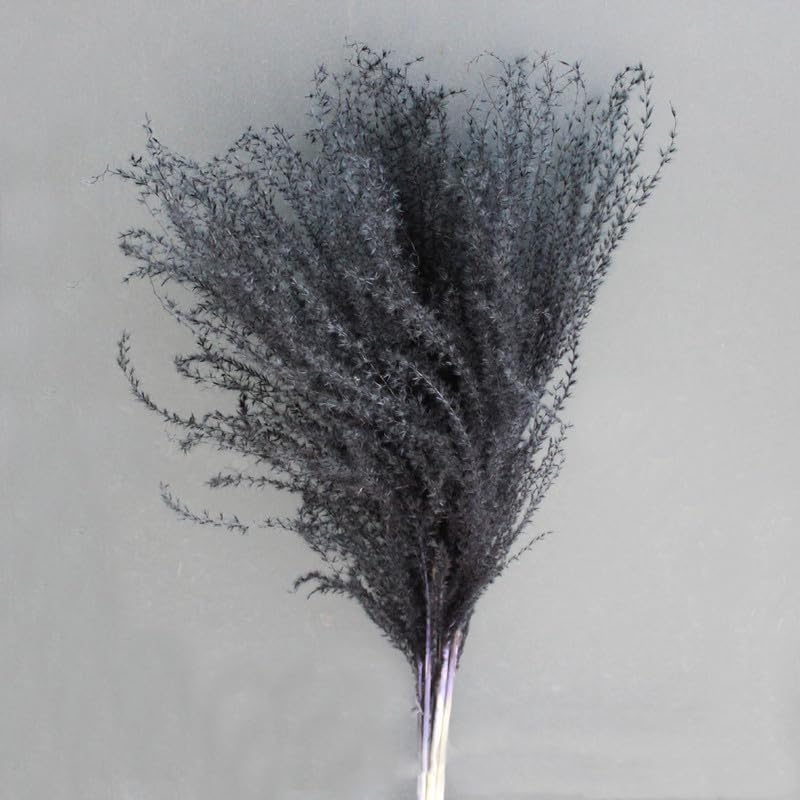 Pampas Grass Large Fluffy Black 10 pcs miniatura 4