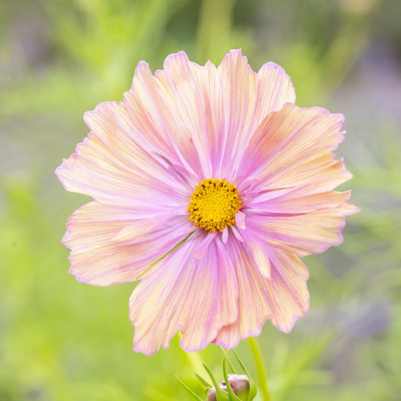 Cosmos bipinnatus Apricotta Seeds