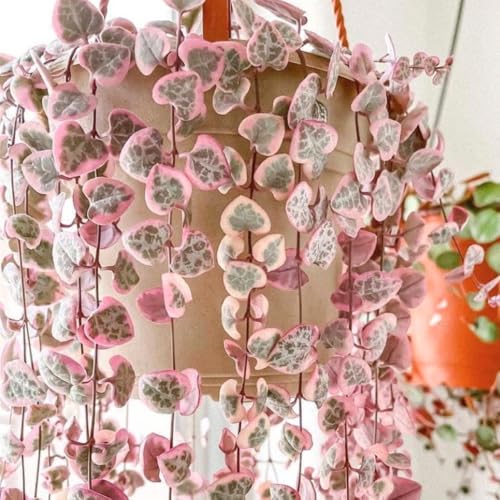 Variegated String of Hearts Plant Live Succulent 4 Inch Pot Ceropegia Woodii Variegata Hanging Plant for Home Office Decor 4-7 Inch Tall