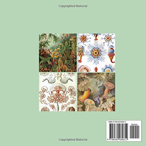 Ernst Haeckel Abstract Nature Design Papers: 8 x 8" Double Sided Papers for Scrapbooking, Journals, Origami, Collage, Card Making and Arts and Crafts - Image 2