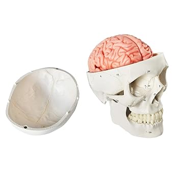 Human Head Model with Brain, Anatomical Human Head Model Model for Medical Teaching Learning, Kids Learning Education Display Tool