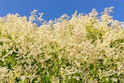 Knöterich,Schlingknöterich, Polygonum aubertii - frosthart, weiss, klettern