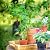 Thealyn 4 Pack 24" Metal Plant Trellis for Pots & Garden Beds, Rustproof Support for Indoor Outdoor Climbing Plants, Vines, Flowers, Fan Shaped, Black