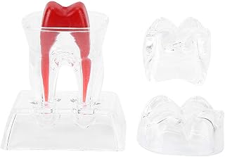 Separable Dental Tooth Model, Plastic Teeth Endodontic Student Educational Tool Comparison Study Model for Dental Studies & Research