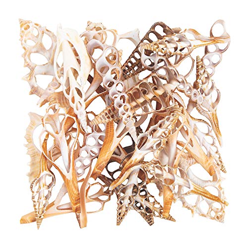 Are Cut Shells Dangerous? Learn the Risks 99knives