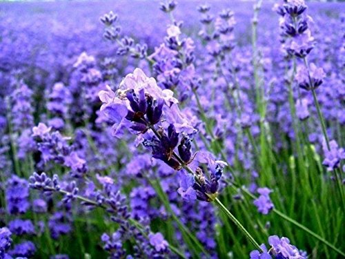 Fleur de lavande Graines de lavande Graines d'herbes de lavande Graines d'herbes Jardin Balcon Fleur Vase Graine