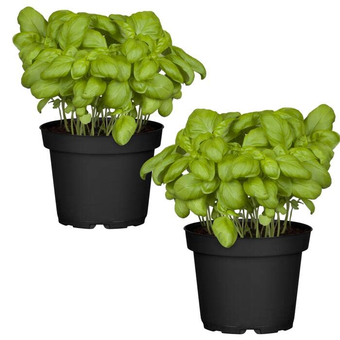 Duo de Plantas de Albahaca - Plantas Premium DECOALIVE - Hierbas Naturales para Huerto Urbano - Plantas Aromáticas