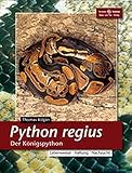 Python regius. Der Königspython