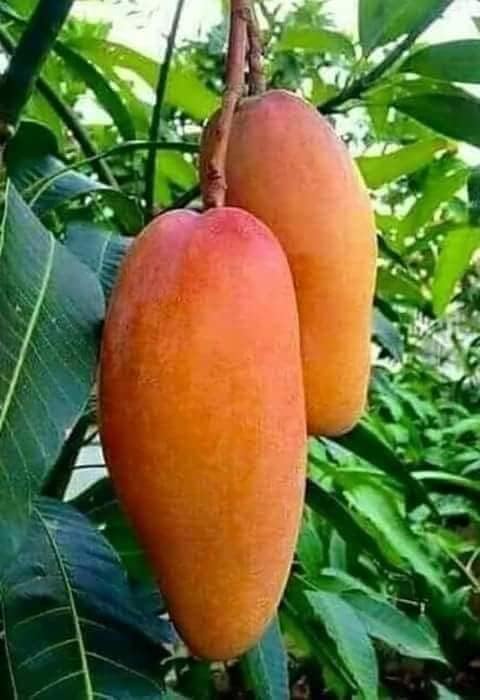 Cloud Farm Thailand banana mango, Thai mango plant, Thailand mango tree, CF_N1_16 (B0CWGDPSXY) Amazon Price History, Amazon Price Tracker