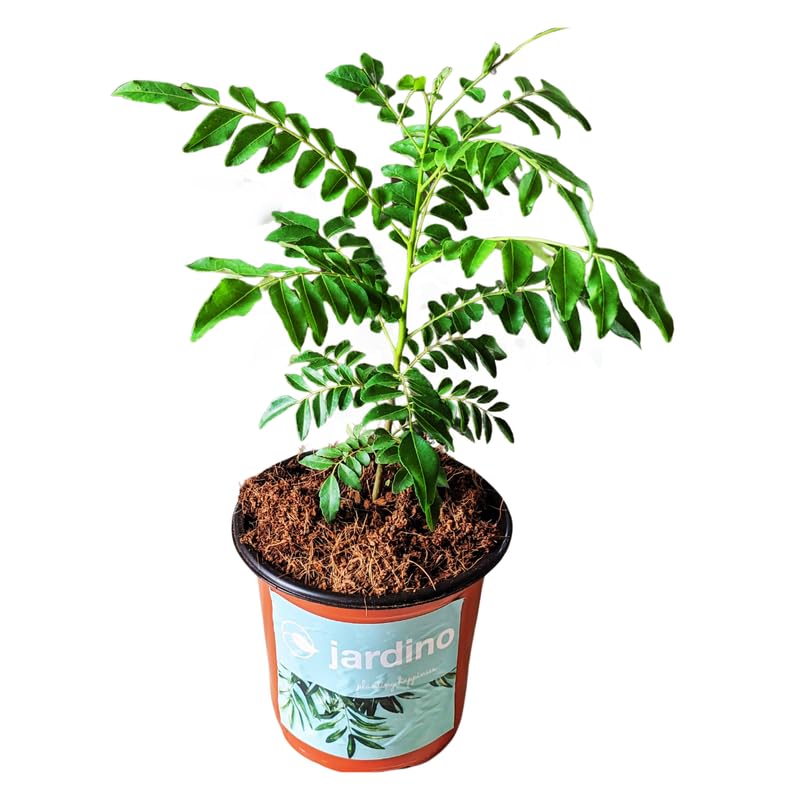 Jardino� Curry Leaves Plant Live (Curry Patta/Kadi Patta) (B0CPT31HQK) Amazon Price History, Amazon Price Tracker
