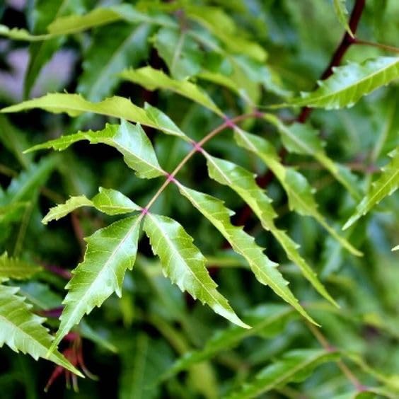 Malabar Neem, Melia Dubia Plants (Pack of 1) - Live Plant with Beautiful 4inch Pot-image-5