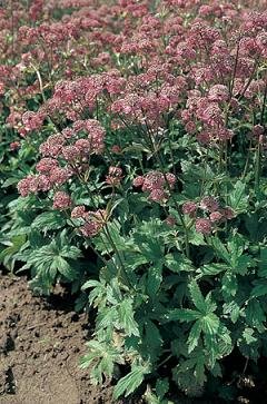 Hazzard's Seeds Astrantia Major Primadonna 20 Seeds