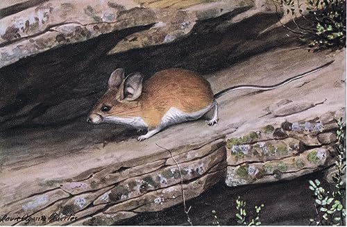 Affiches et gravures animalières grand format pour réchauffer l'ambiance d'un salon chaleureux