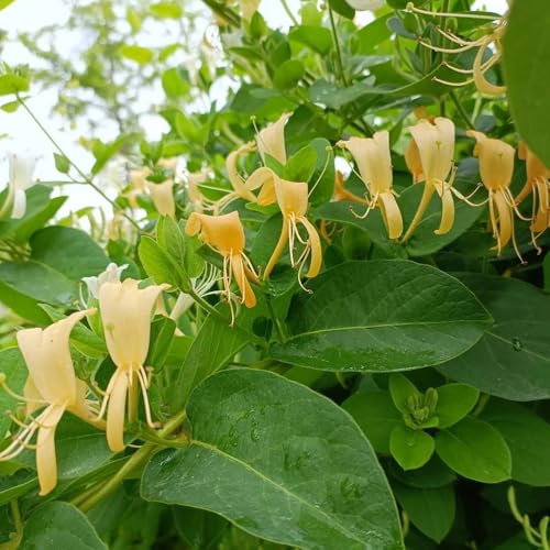 madreselva - semillas Semillas de silvestres para decoración verdes de interior trepadoras resistentes bonsái madreselva - Serie Raras - 400pcs