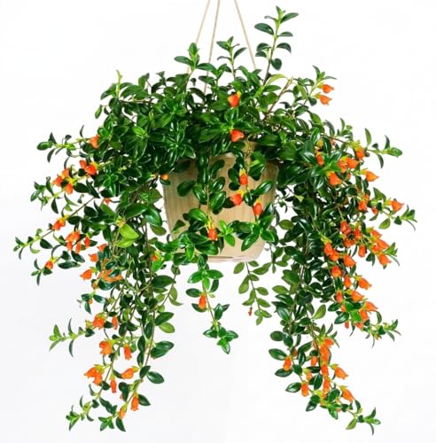 Trailing Goldfish Plant Live in 4 Pot Hardy Goldfish Plant for Hanging Basket Easy-Care Houseplant Rare Indoor Plant 4-7 Inch Tall
