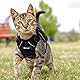 Katzengeschirr mit Leine Ausbruchsicher Katzenleine Set Verstellbar weich Kätzchenweste mit Reflektierenden Streifen Brustgeschirr für kleine Kitten (Schwarz, XXS)