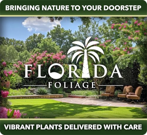 image for Florida Foliage Carolina Jasmine | 3 Live Plants | Gelsemium sempervir