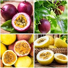 15+ Seed Passion Fruit Seeds for Planting Outdoor-Non-GMO Heirloom Sweet Rare Yellow Passion Fruit Plant in Your Home Garden