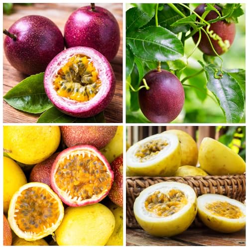 15+ Seed Passion Fruit Seeds for Planting Outdoor-Non-GMO Heirloom Sweet Rare Yellow Passion Fruit Plant in Your Home Garden