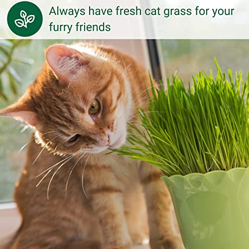 Sow Right Seeds - Cat Grass Bulk Seed For Planting - 8 Oz - 100% Sweet Oats - Non-Gmo Seeds With Instructions To Plant And Grow Fresh And Healthy Greens For Your Cat - Pet Grass For Cats And Dogs #TOP2