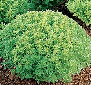 Paquet semi: 1.000 semi di basilico Semi greci