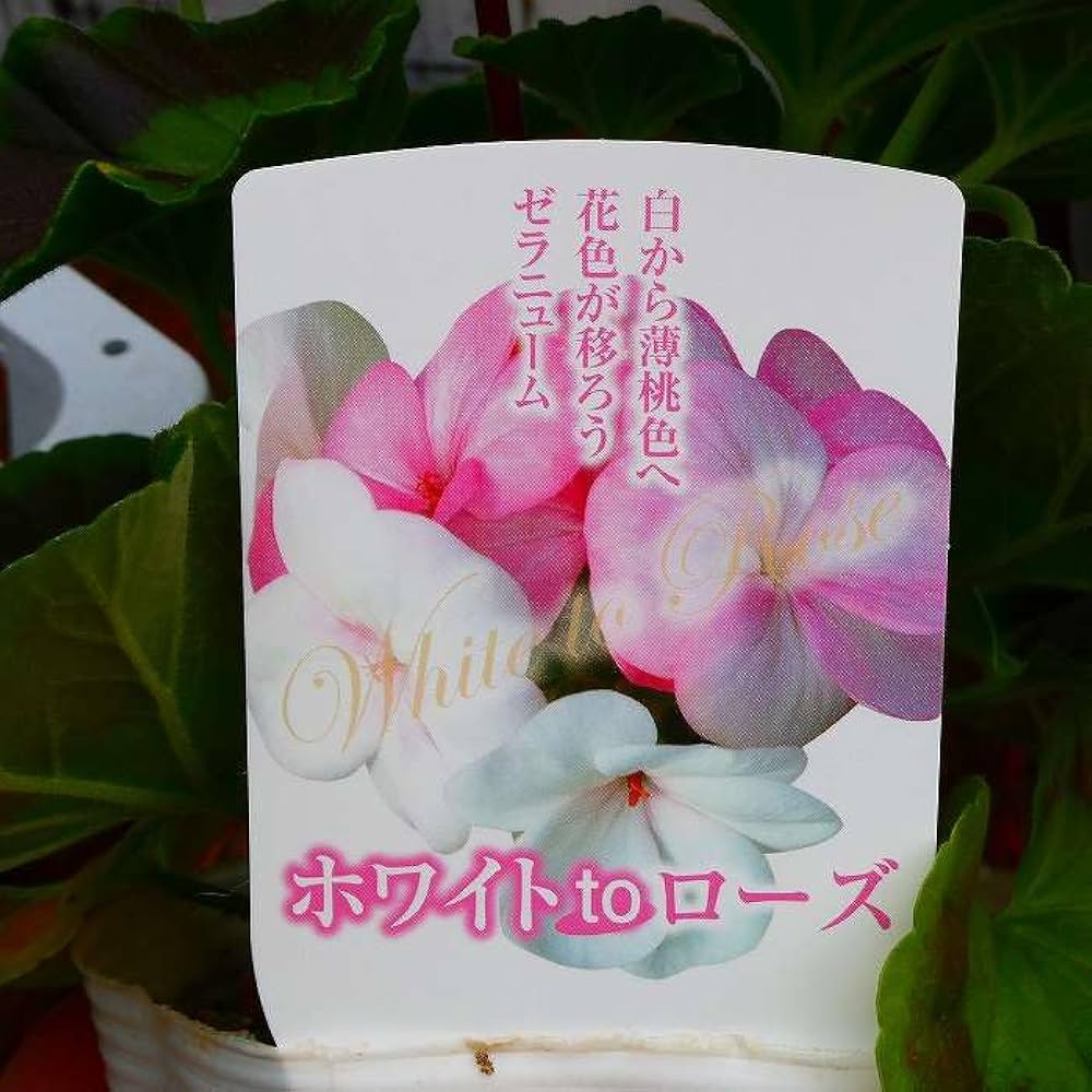 Amazon | ゼラニウム ホワイトtoローズ 3.5号 鉢植え ゼラニューム Amazon | ゼラニウム ホワイトtoローズ 3.5号 鉢植え ゼラニューム