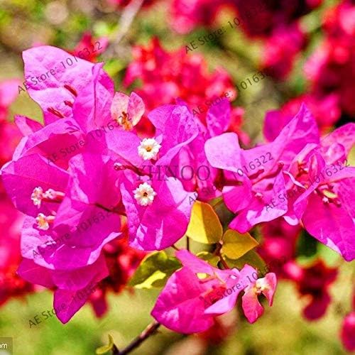 Amazon Co Jp ブラック 100ミックス色ブーゲンビリアバルコニーは 非常に派手floriferous丈夫な植物庭の盆栽花植物を鉢植え Diy 工具 ガーデン Amazon Co Jp ブラック 100ミックス色ブーゲンビリアバルコニーは 非常に派手floriferous丈夫な植物庭の盆栽花植物を鉢植え Diy 工具 ガーデン