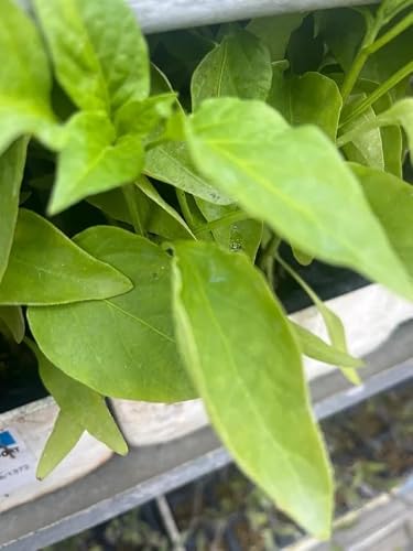 Plantones de Pimiento Italiano Medrano, Color Rojo, 20 Unidades, Planta Joven para Huerto