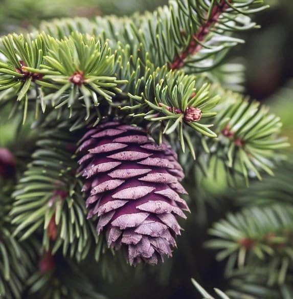 Miniatura 6 de Picea glauca densata (Black Hills Spruce) Semillas de árboles, forma simétrica, follaje denso, semillas de MySeeds.Co, eliges la cantidad (tamaño