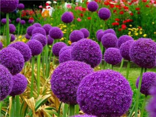 Garden Plants Flower Seeds 100+ Pcs Blue Purple Giant Allium Seeds Globemaster Allium Giganteum Flower Seeds