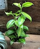 パリジェンヌ17 バニラの木 甘くなる香りのもと つる性の観葉植物