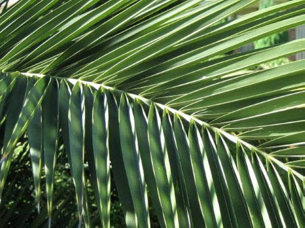 TOMO's　現物「ナツメヤシ」10号　H100ｃｍ　Phoenix ◇フェニックス・ナツメヤシ・10号◇国産デーツ苗！◇全長80CM