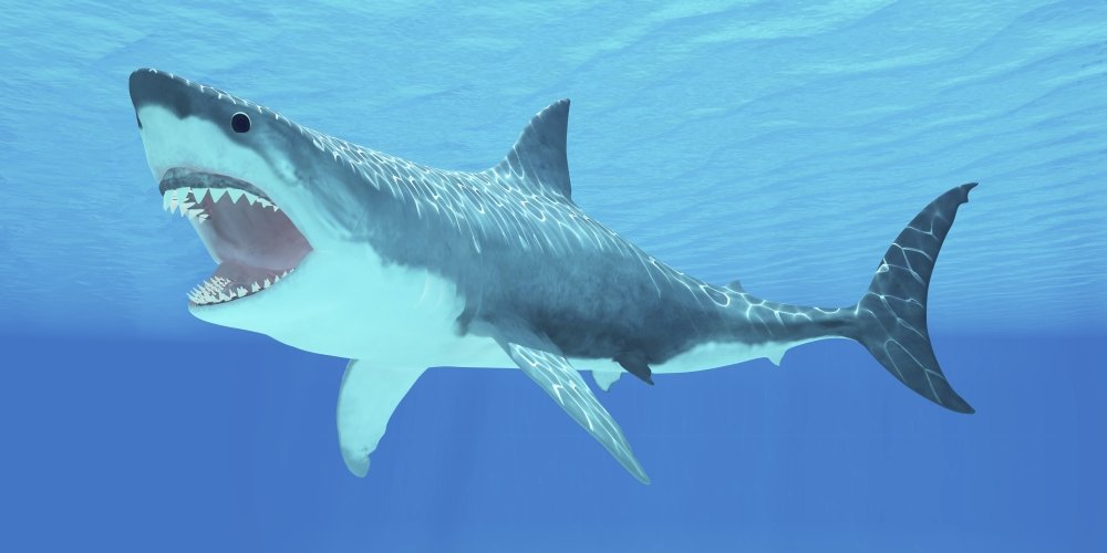 Amazon.com: Posterazzi PSTCFR300133ULARGE The White Shark can live