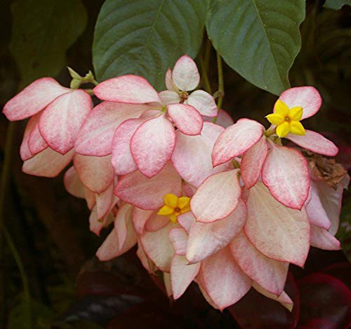 Roy Nursery Dwarf Rare Mussaenda Plant, Musanda Red Flag Bush Live Plant (1 Plant) (B08H2K69PN) Amazon Price History, Amazon Price Tracker