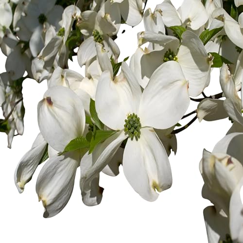 Dogwood Tree Combo, 3 Unique Varieties, Flowering Tree Variety Trio (1