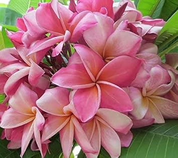 Mixed Hawaiian Plumeria Frangipani Cuttings Red White Yellow Pink 8-10 Long (Pink)