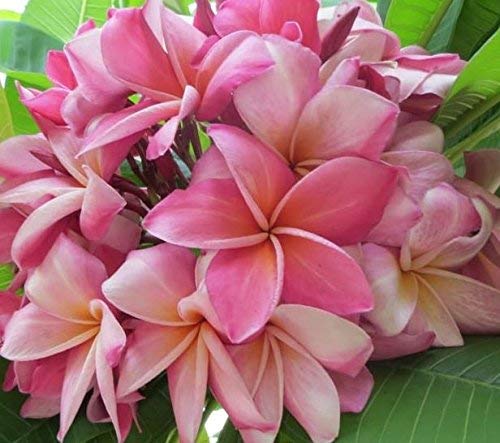 Mixed Hawaiian Plumeria Frangipani Cuttings Red White Yellow Pink 8"-10" Long (Pink) #TOP2