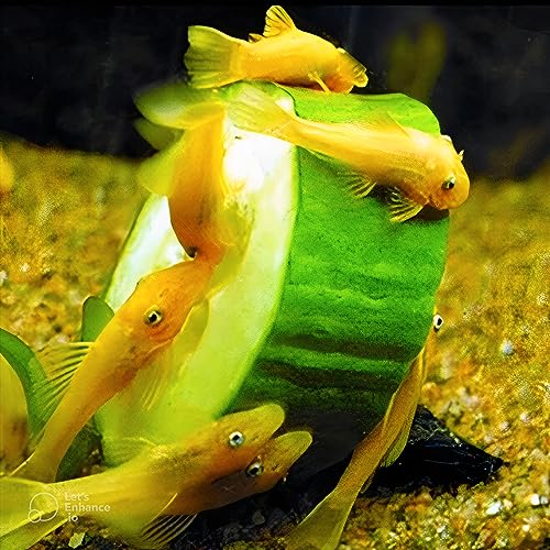 Neat&Tidy Golden Blue Eye Longfin Bristlenose Pleco 1.0'-1.5' (Pack of 2 Fish)