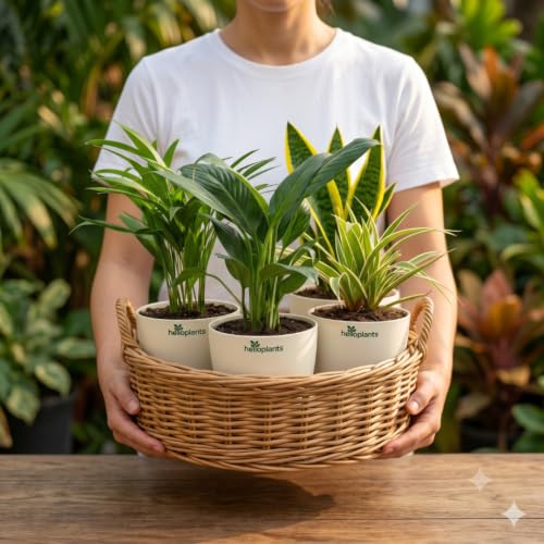 Image of Spider Plant, Peace Lily, Areca Palm & Snake Plant Live Indoor 4-Plant Combo in 4-Inch Self-Watering Matte White Pots | Air-Purifying Oxygen Plants for Bedroom, Living Room & Office Decor