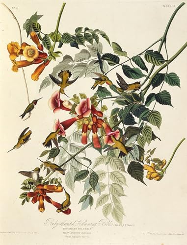 Oiseaux d'Amérique par John Audubon posters et art pour habiller un grand mur vide 60x90cm