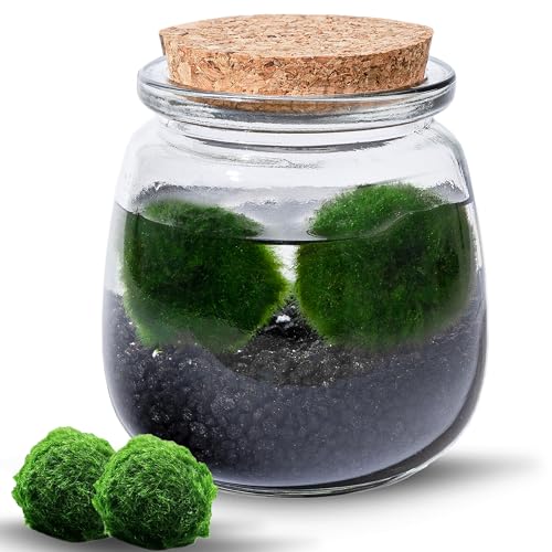 MOSSBALL Glasterrarium-Set mit 3 lebenden Moosbällen, kleinen Steinen – kleines Tisch-Glasterrarium für Büro, Garten, Heimdekoration (midiMOSS with Black Stones) MOSSBALL Glasterrarium-Set mit 3 lebenden Moosbällen, kleinen Steinen – kleines Tisch-Glasterrarium für Büro, Garten, Heimdekoration (midiMOSS with Black Stones)