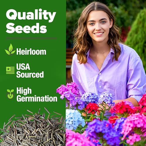 Image of HOME GROWN Verbena Moss Seeds - 6000+ Perennial Flower Seeds for Ground Cover - Heat-Tolerant Plant Seed for Outdoor Gardening, Walkways & Erosion Control - Attracts Pollinators (Verbena Tenuisecta)