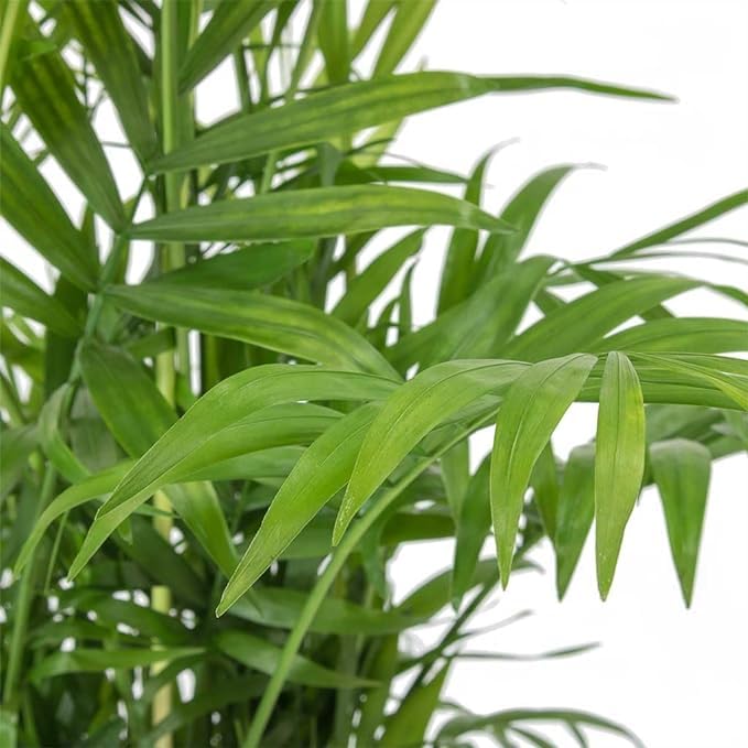 Carbeth Plants - Indoor Plants - Build Your Own Houseplant Collection - 7cm to 9cm Pots - Chamaedorea elegans - Parlour Palm in 9cm Pot โ image 1
