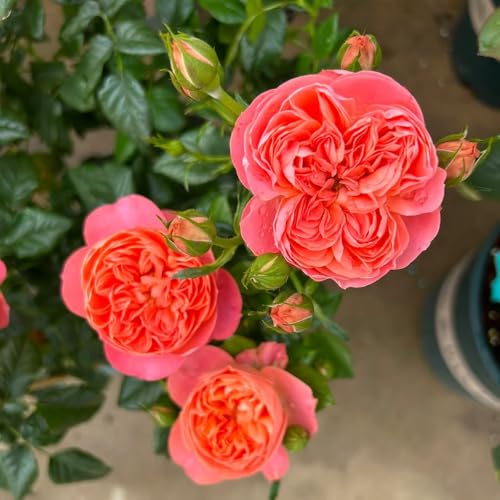 semillas de rosal, rosal trepador de silvestres, para bancales elevados jardín, resistentes 100pcs